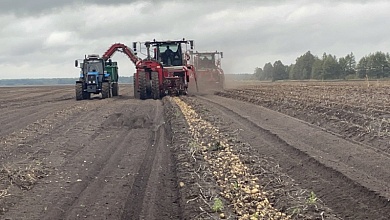 Сотни тысяч тонн овощей и картофеля выращивают ежегодно в Лунинецком районе