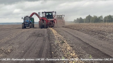 Земля нас кормит! Как идет уборка картофеля на фермерских полях Лунинецкого района 