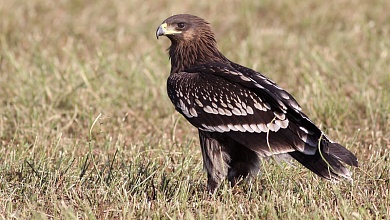 Более 250 га. Места обитания большого подорлика взяли под охрану в Ганцевичском районе