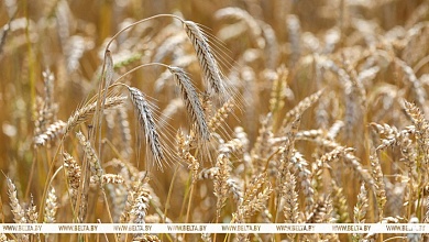 В нескольких районах Брестчины ожидают получить 100 тысяч тонн зерна и более