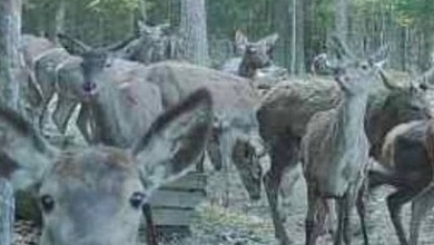 Оленей из Беловежской пущи выпустили в лесные угодья Ганцевичского района