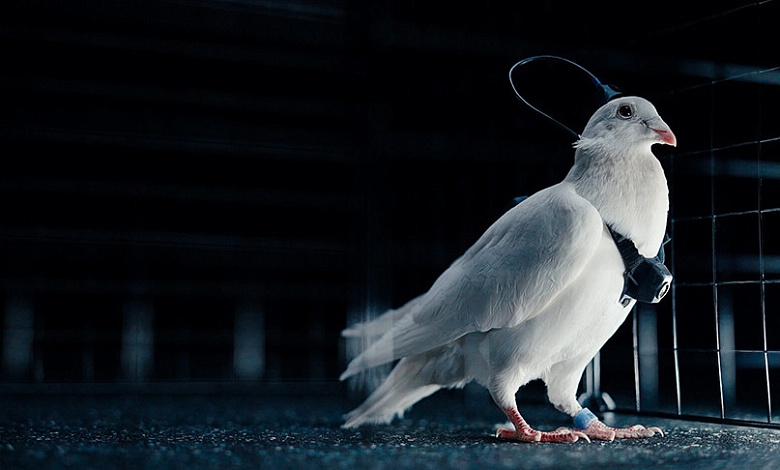 Биодронов создала российская компания. И это только начало