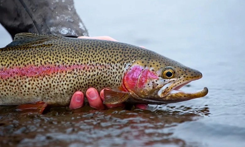 Три комплекса по выращиванию форели появятся в Беларуси в 2025 году