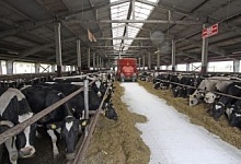 Госконтроль проверил содержание скота в сельхозорганизациях Брестской области. Подробности