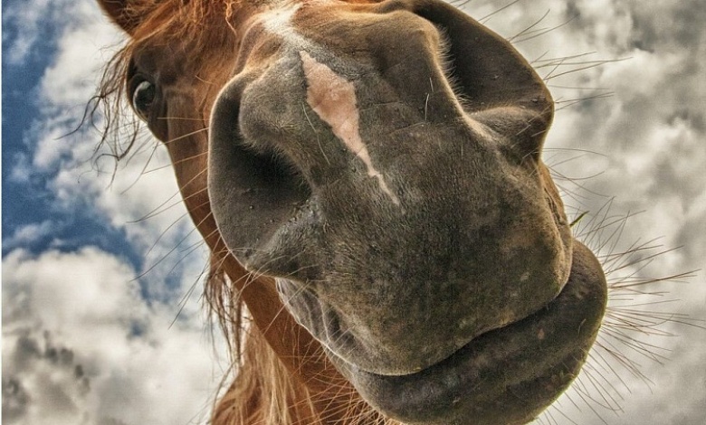 Это как? Шесть автомобилей и лошадь без денег отдали аферисту продавцы