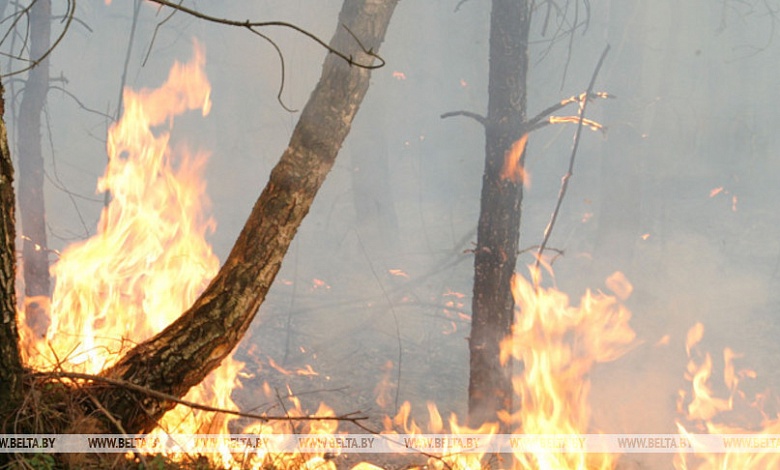 За десять дней произошло 12 лесных пожаров в Брестской области