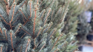 Когда начнут работать елочные базары в Брестской области и Лунинецком районе