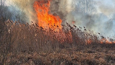 Лесной пожар потушили в Столинском районе