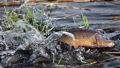 Период нереста. Еще в трех областях Беларуси вводятся ограничения на любительское рыболовство