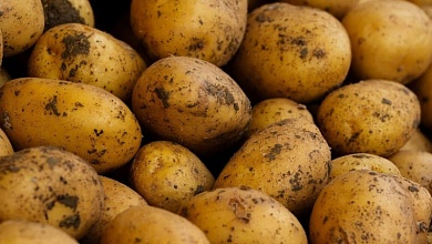 Почему изменили стандарты по размеру продаваемого картофеля, объяснил специалист