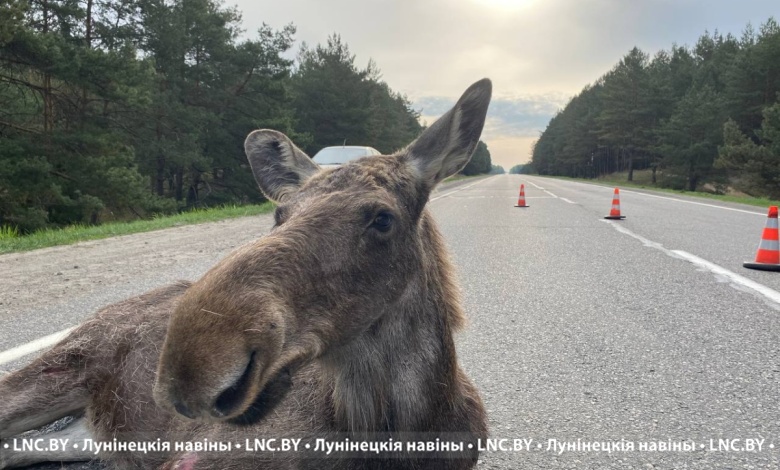 С начала года произошло 60 ДТП с участием диких животных в Лунинецком районе
