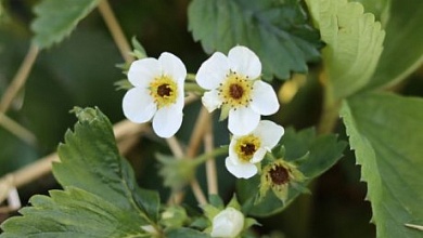 Опять заморозки! С 7 по 9 мая объявлено штормовое предупреждение в Беларуси