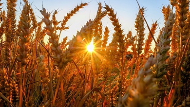 Передовики жатвы-2025 в Лунинецком районе