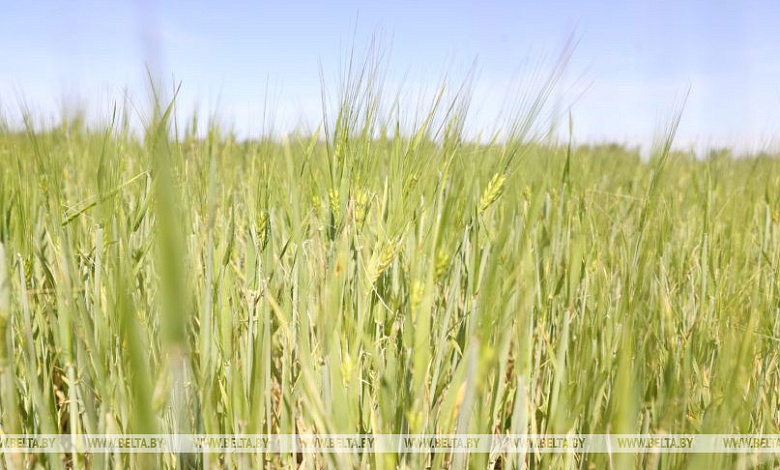 Больше всего из-за майских заморозков пострадали посевы в Брестской области