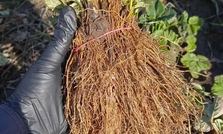 Саженцы клубники воруют в Лунинецком районе