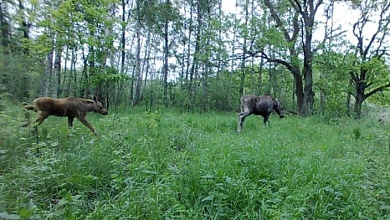 Не только лоси! В ОБЪЕКТИВЕ ФОТОЛОВУШКИ ЛУНИНЕЦКОГО ЛЕСХОЗА