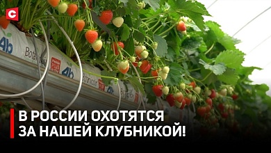 Ажиотаж на нашу ягоду! Покупатели выстраиваются В ОЧЕРЕДЬ! 