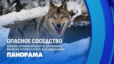 Волки хозяйничают в деревнях вблизи Полесского заповедника