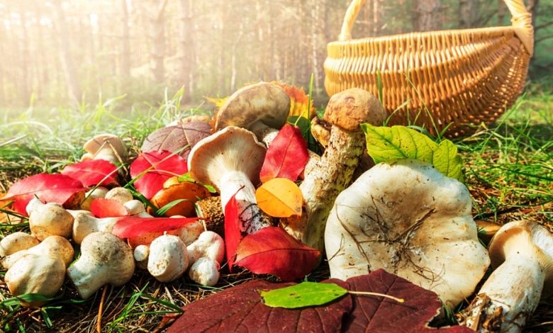В Беларуси с начала года зарегистрированы 30 случаев отравления грибами
