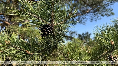 Во всех районах Брестской области введены ограничения на посещение лесов