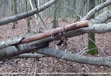 Мужчина добыл куницу — возместил более 4 тыс. руб. Теперь его будут судить в Лунинецком районе