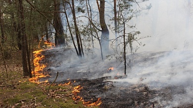 Обстановка с возгораниями: за сутки устранены 16 лесных и 88 травяных пожаров