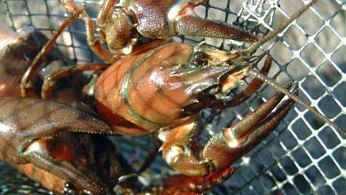 Есть нюансы! Как правильно ловить раков, рассказали специалисты