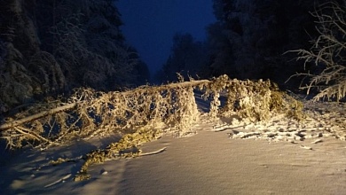 Падали деревья. О последствиях непогоды рассказали спасатели Брестской области