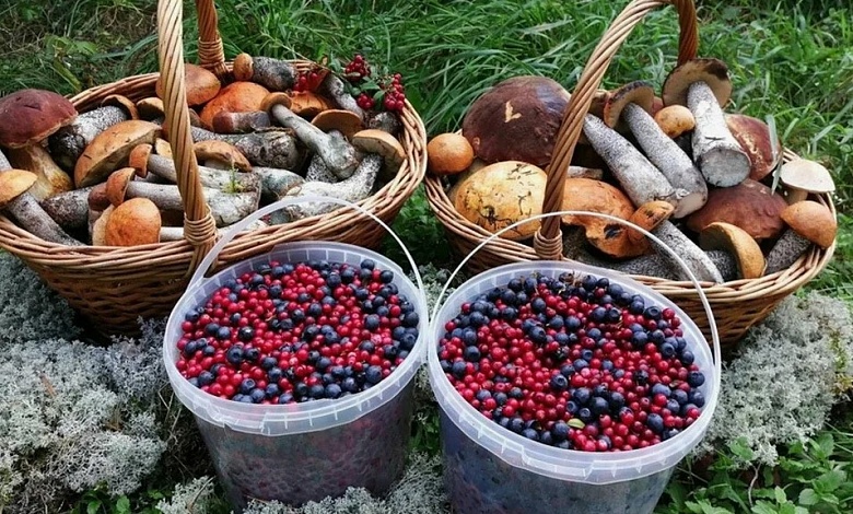 В Беларуси изменили правила сбора берёзового сока, грибов и ягод