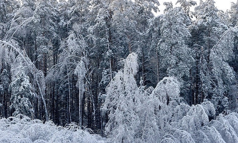 Никакого тепла в начале февраля: заметет ли Беларусь еще больше