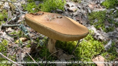 На ужин - жареные лисички! Грибной сезон на Брестчине продолжается