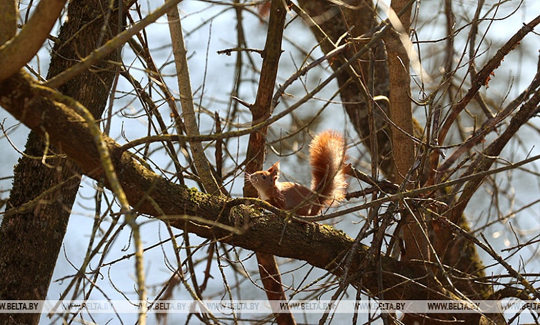 Рекорд: в Брестской области зафиксирован температурный максимум
