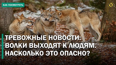 Стая волков терроризирует несколько деревень на юге Беларуси! Но так ли это?