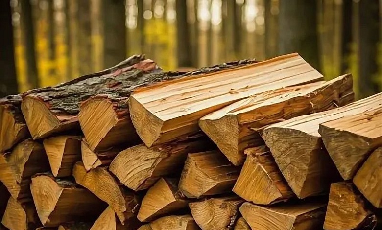 До 50 кубометров! Что нужно для самостоятельной заготовки дров в лесу