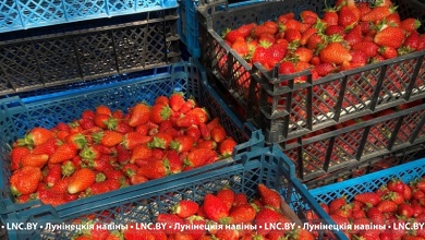 Лунинецкая комаровка работает. Какие цены на клубнику?