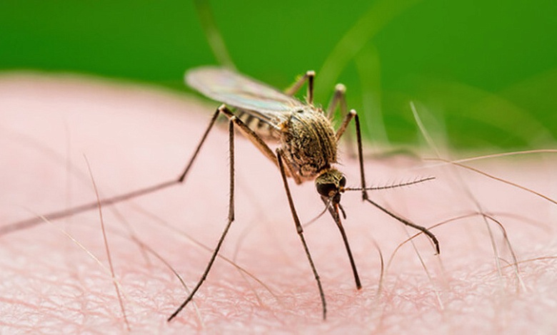 Редкий вид комаров в Беларуси. Чем он опасен для человека, рассказали в Академии наук