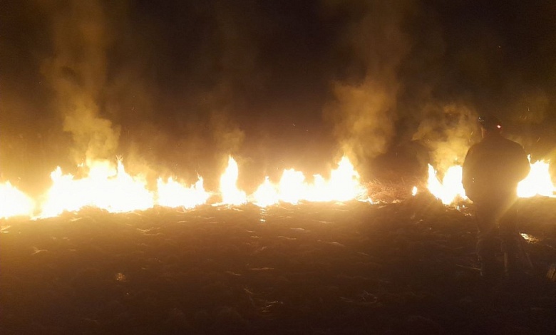 В Брестской области локализован лесной пожар вблизи государственной границы 