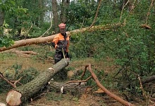 Лес повреждён на площади 71,6 га в Лунинецком районе. Ведётся разработка участков 