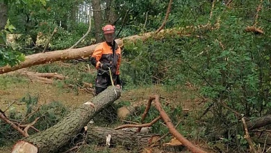 Лес повреждён на площади 71,6 га в Лунинецком районе. Ведётся разработка участков 
