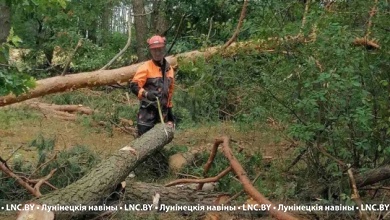 Лес повреждён на площади 71,6 га в Лунинецком районе. Ведётся разработка участков 