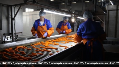 В Беларуси выращивают овощей в разы больше, чем составляют потребности, НО есть НЮАНС 