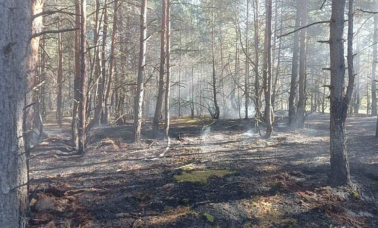В Беларуси за сутки ликвидированы 4 лесных пожара, два из них - в Брестской области