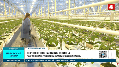 Как выращивают помидоры и огурцы круглый год в Столинском районе