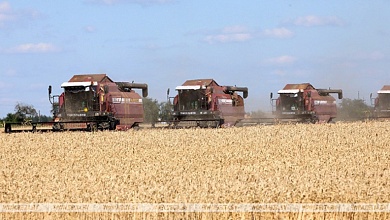 Около 1,4 тыс. комбайнов выйдут в поля Брестской области во время уборки зерновых