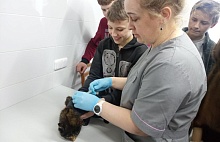 От дворца до ветклиники. Чем на каникулах занимаются дети Лунинецкого района  