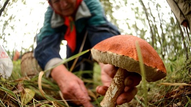"Грибы нашли, а сами потерялись..." Как провести тихую охоту без последствий