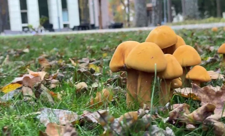 В Беловежской пуще замечен редкий гриб - фиолепиота золотистая