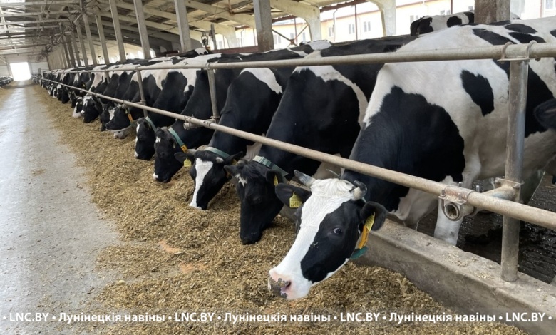 В Лунинецком районе по суточным удоям молока перешагнули рубеж в 22 килограмма в среднем на корову