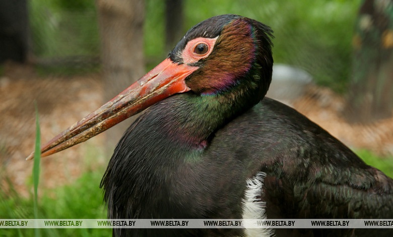 Черный аист выбран в Беларуси птицей года - 2026