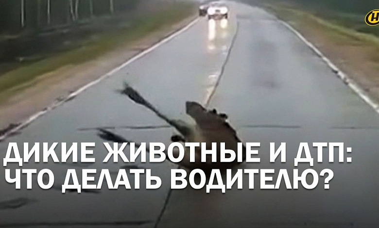 ДИКИЕ ЗВЕРИ. Гибнут водители, гибнут животные. Есть ли шанс увернуться от ДТП?